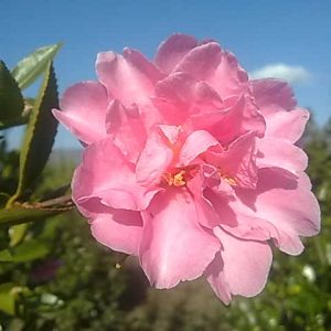 Camelia japonica in varietà alt. 125/150 cm 55,00 Euro | Piante Ferretti